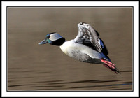 Bufflehead