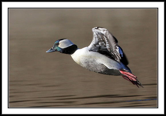 Bufflehead