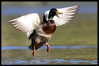 Mallard