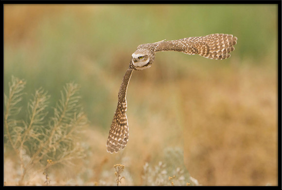 Burrowing Owl