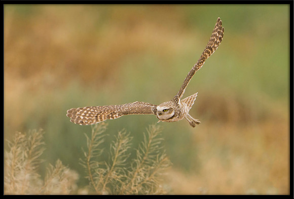 Burrowing Owl