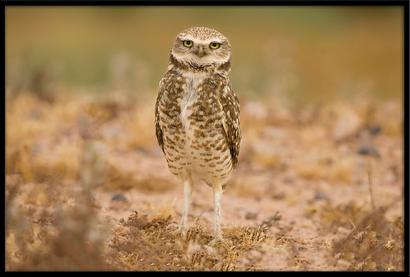 Burrowing Owl