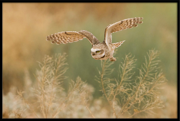 Burrowing Owl