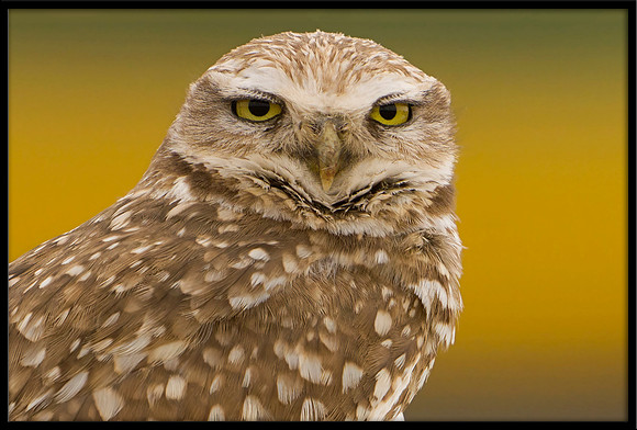 Burrowing Owl