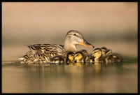 Mallard Duckling