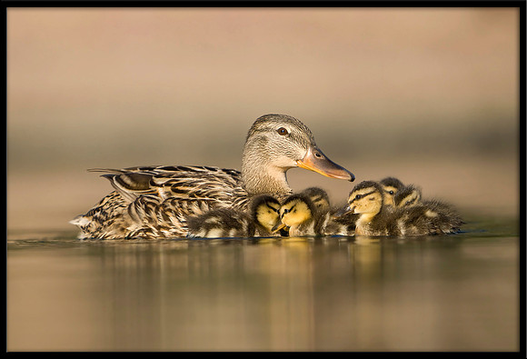 Mallard Duckling