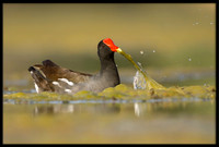 Common Gallinule