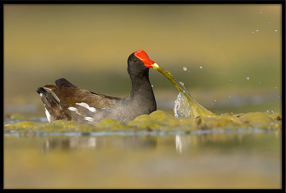 Common Gallinule