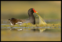 Common Gallinule
