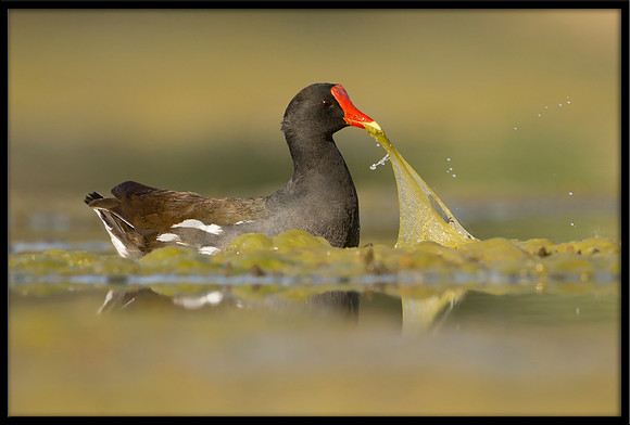 Common Gallinule