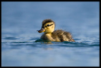 Mallard Duckling