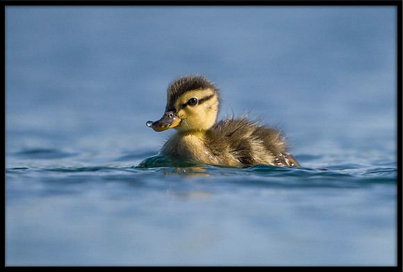 Mallard Duckling