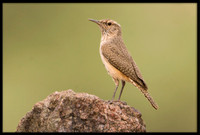 Rock Wren
