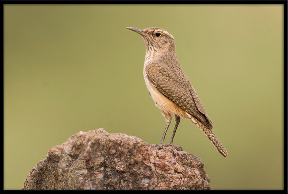 Rock Wren