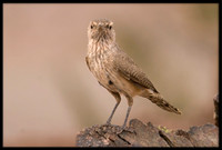 Rock Wren