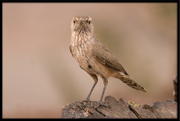 Rock Wren