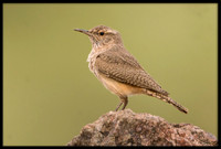 Rock Wren