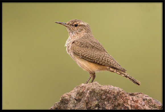 Rock Wren