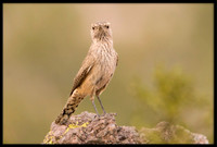 Rock Wren