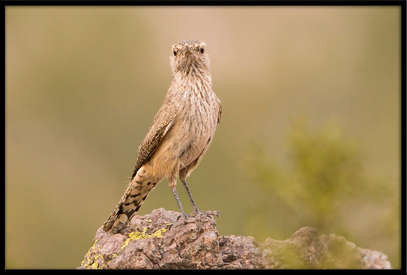 Rock Wren