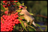 Cedar Waxwing