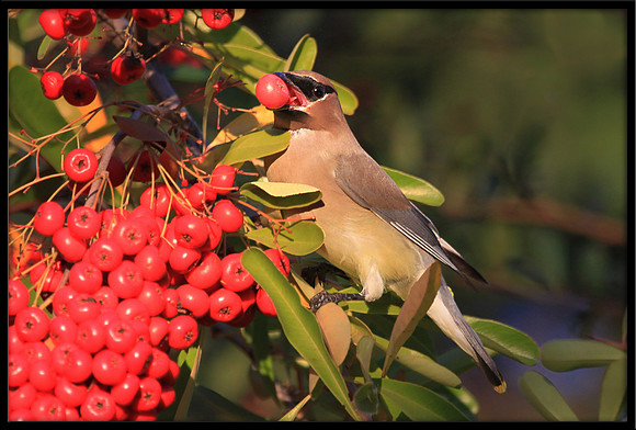 Cedar Waxwing