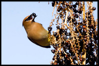 Cedar Waxwing