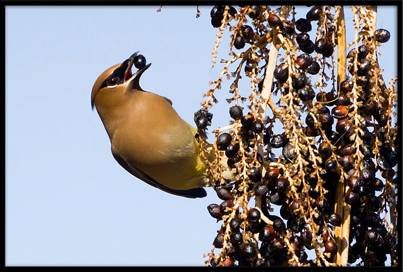 Cedar Waxwing