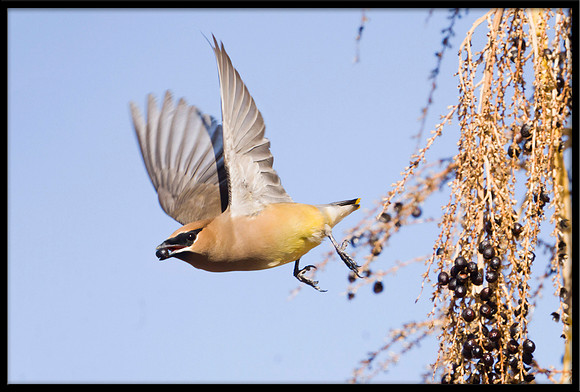 Cedar Waxwing