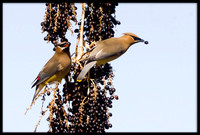 Cedar Waxwing