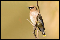 Cedar Waxwing