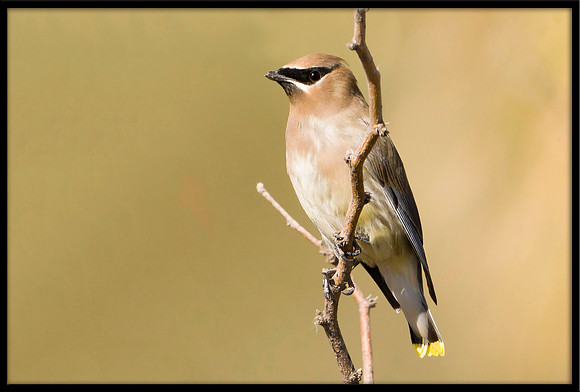 Cedar Waxwing