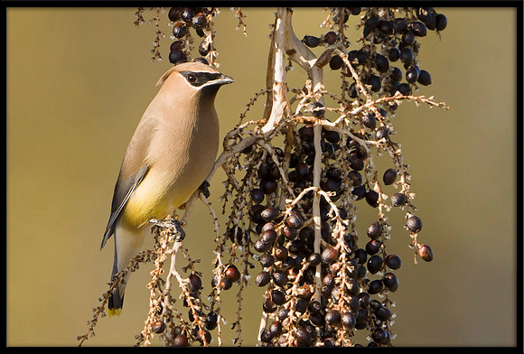 Cedar Waxwing