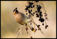 Cedar Waxwing