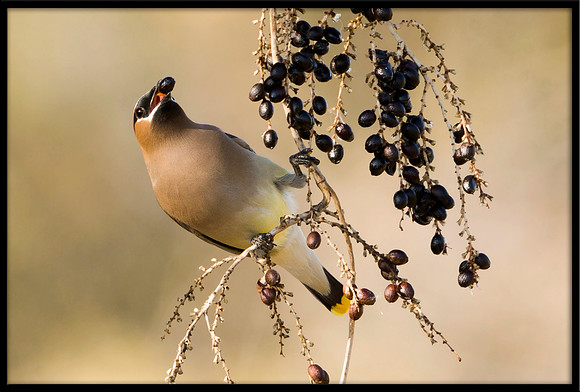 Cedar Waxwing