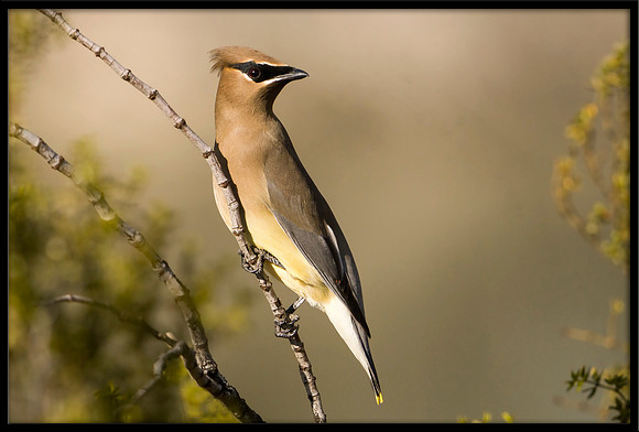 Cedar Waxwing