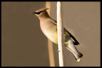 Cedar Waxwing