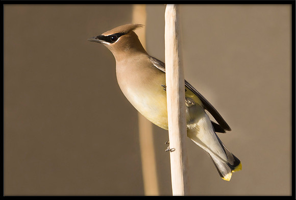 Cedar Waxwing
