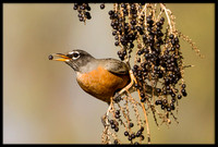 American Robin