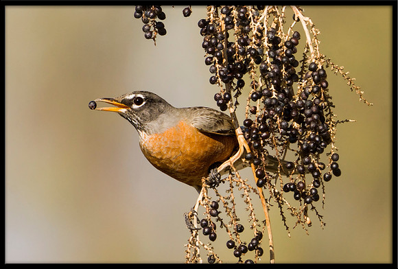 American Robin