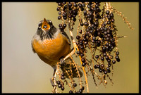 American Robin