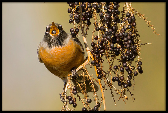 American Robin