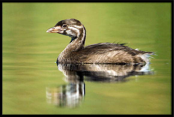 Pied-billed Grebe