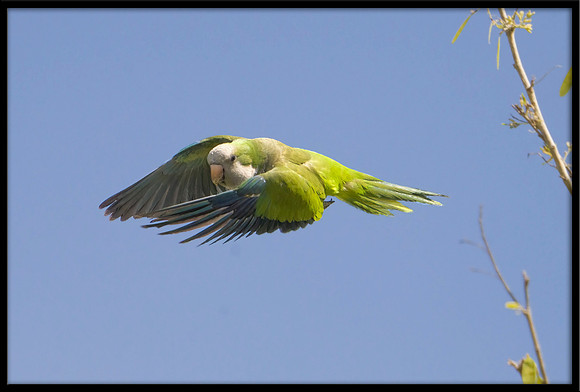 Monk Parakeet