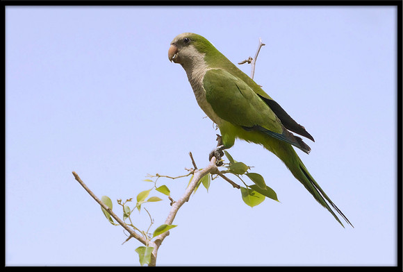 Monk Parakeet