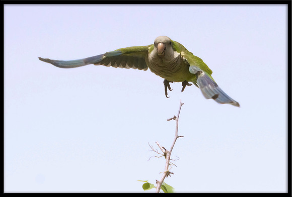 Monk Parakeet