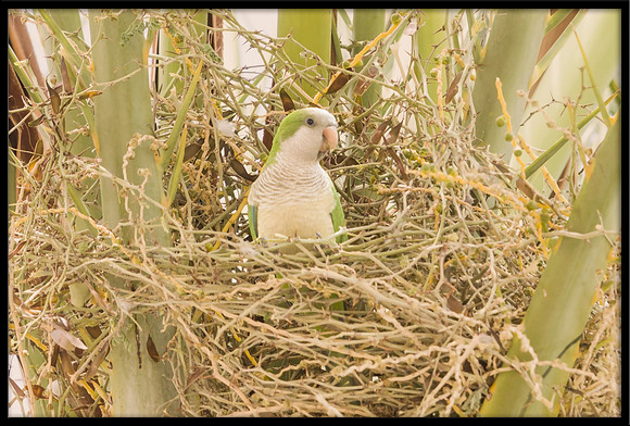 Monk Parakeet