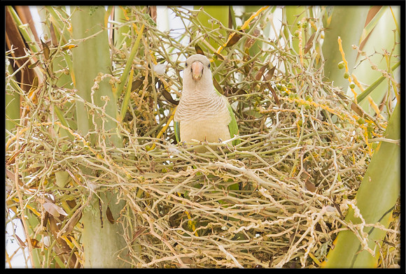Monk Parakeet
