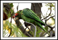 Mitred Parakeet