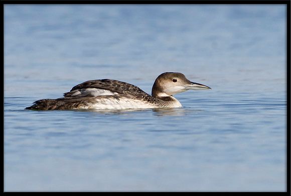 Common Loon